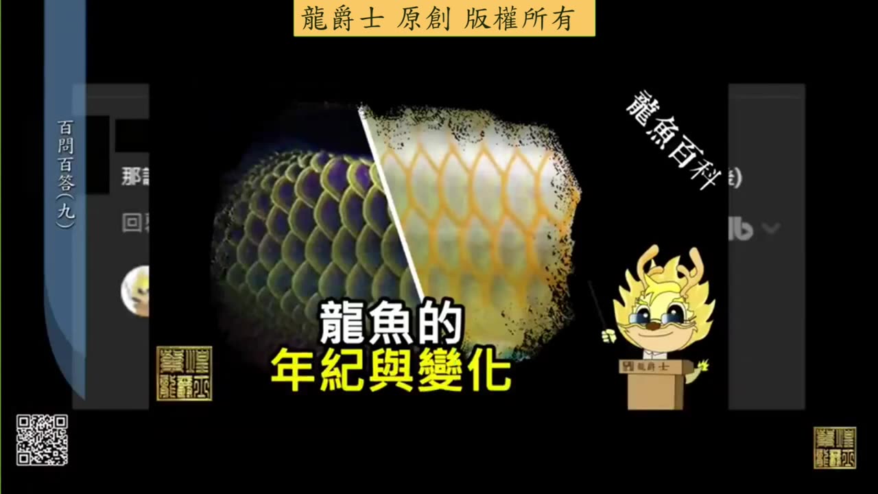 【龍爵士】千問千答 Q80 龍魚縮水後體型能再撐回去嗎