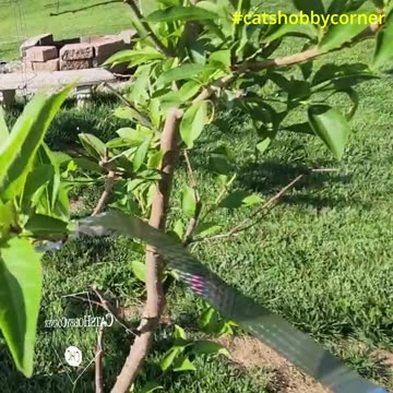 Admiring The Santa Plum Tree - #catshobbycorner #gardening