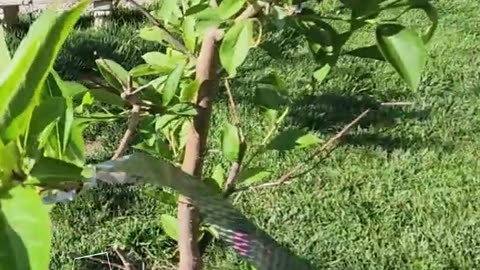 Admiring The Santa Plum Tree - #catshobbycorner #gardening