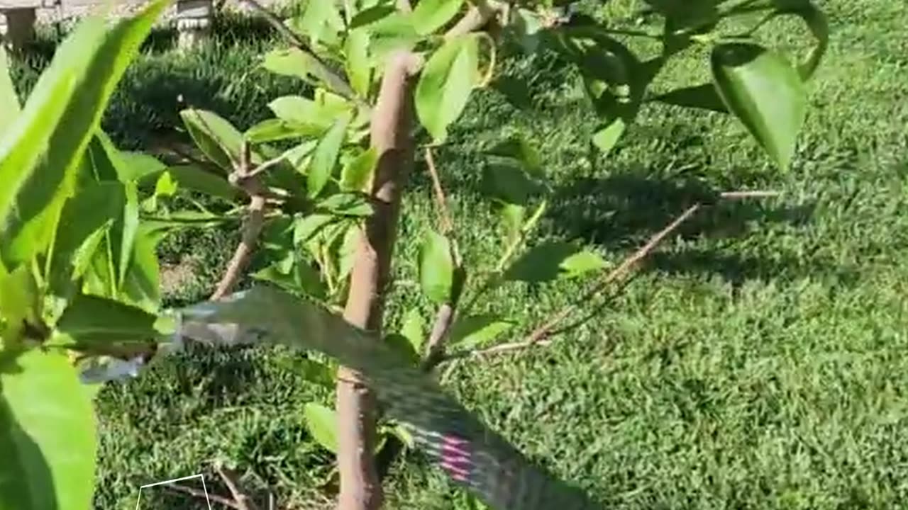 Admiring The Santa Plum Tree - #catshobbycorner #gardening