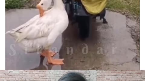 Mere dost bichhadne ka dukh janvaron ko bhi hota hai unka bhi Parivar hota Hai