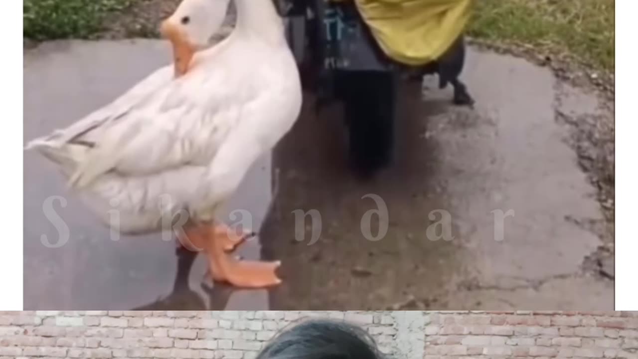 Mere dost bichhadne ka dukh janvaron ko bhi hota hai unka bhi Parivar hota Hai