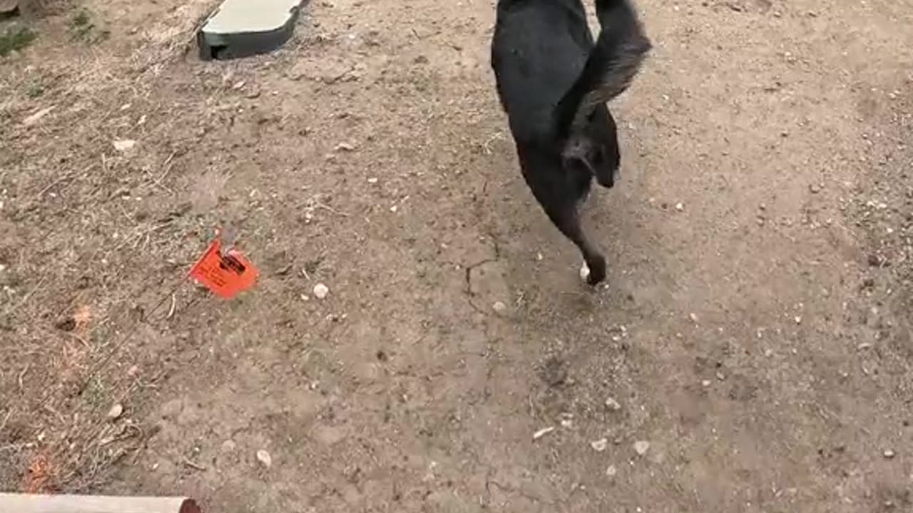 🐾Heading🐕Out🏃♂️