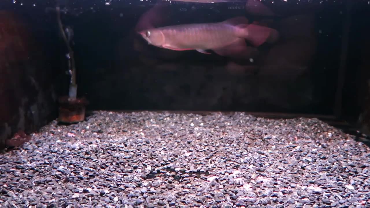 【龍爵士】特級 印尼紅 26公分 (1)