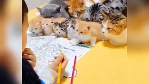 Cat & Dog Comedy Chaos! 😂 | Funny & Cute Animal Moments