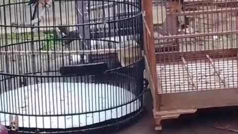 magpie bird matchmaking process
