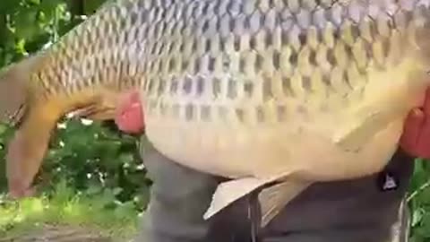 Incredible: फूले पेट ने बदल दी कहानी #animal #animalrescue #animallover #rescue