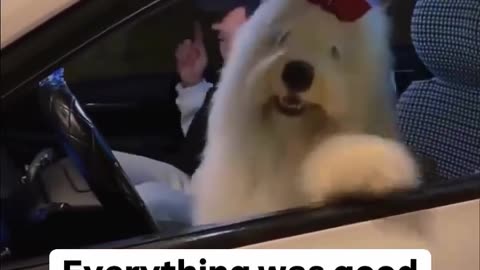 Dog is a whole vibe