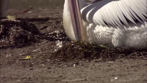 Great Migration| Wildness Free Documentary Nature