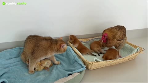 pets in action