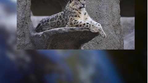 Guess the Animal