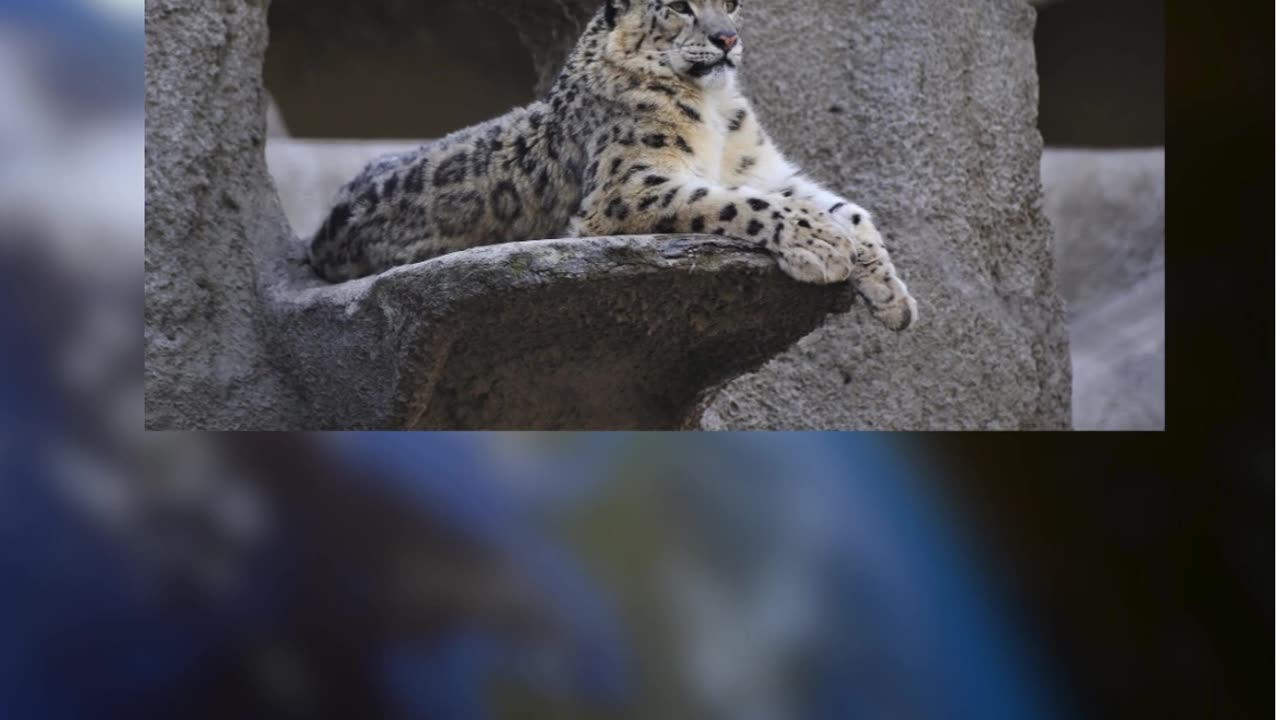 Guess the Animal