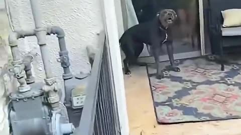Funny and cute dogs compilation