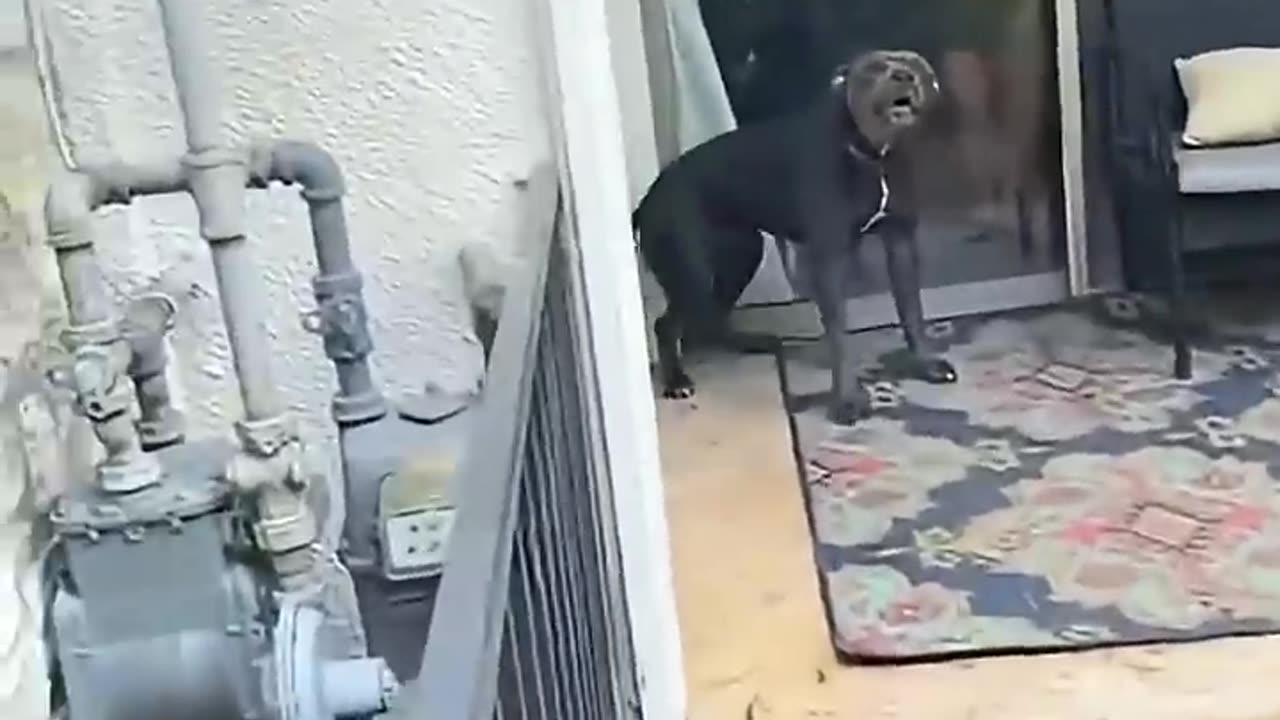 Funny and cute dogs compilation