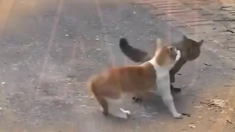 Funny video