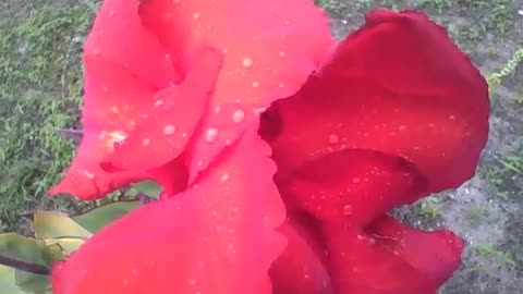 Beautiful red canna indica with raindrops, a flower to fall in love [Nature & Animals]