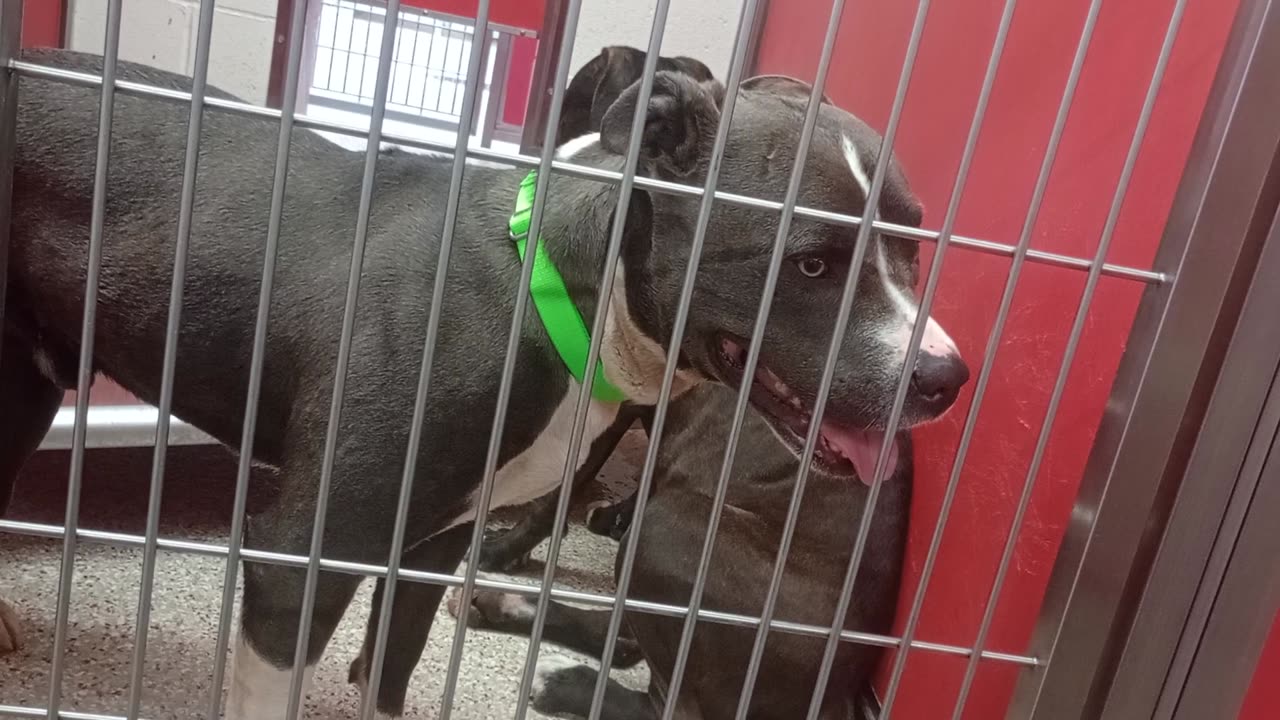 Arya 2y A837868 Cottontail 3y A868591 kennel 62 pod 3 PACC shelter she's more submissive of duo928