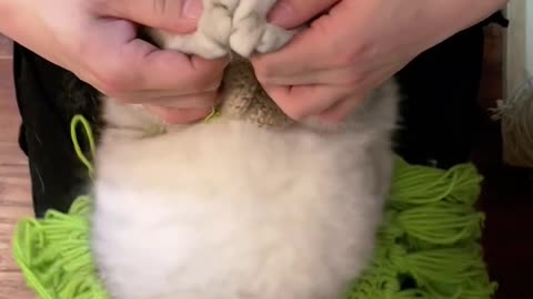 Dancing Cat = Instant Happiness 😻