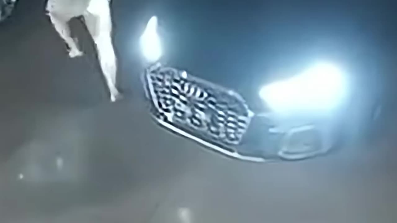 Guy wards off niggers by barking like a dog