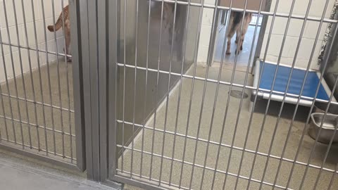 Tilly-nervous 1 in back 4y A747143 Fable 5y A870642 harrys haven kennel 217 PACC shelter2025071314