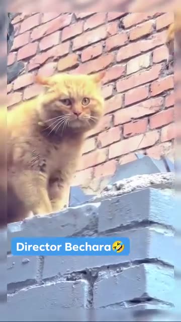 Cat Acting for The Mad director