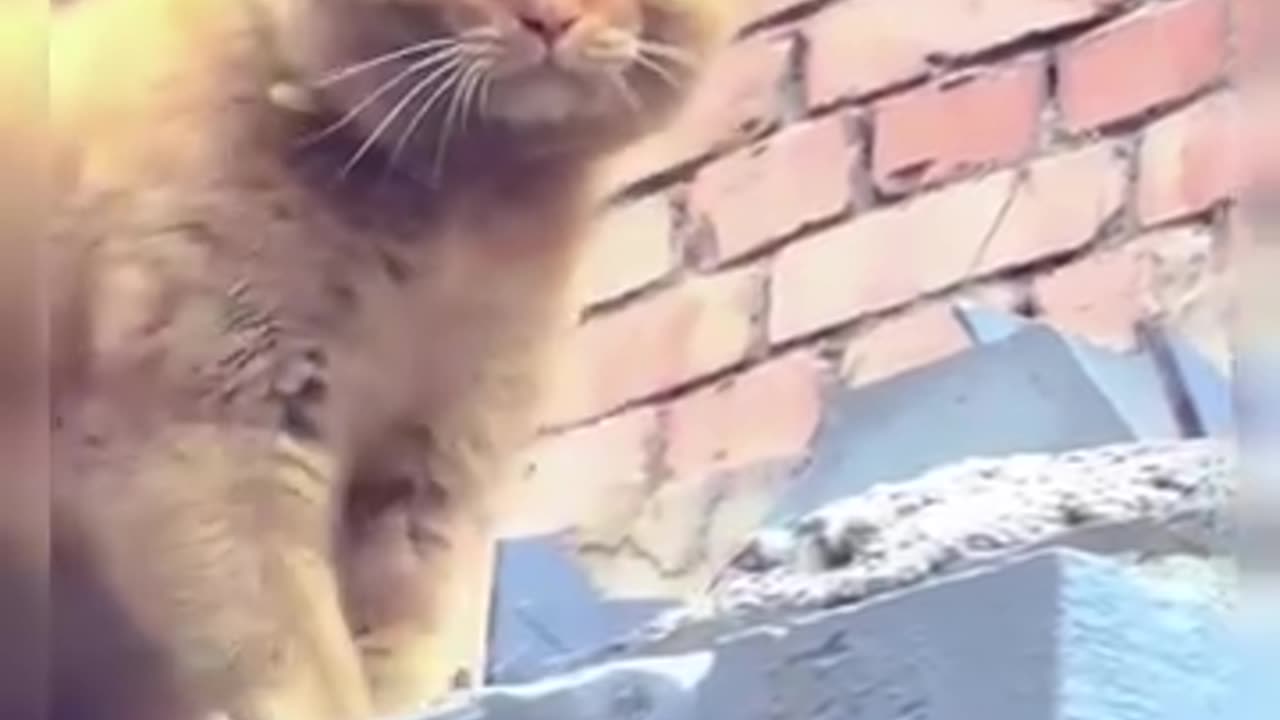 Cat Acting for The Mad director