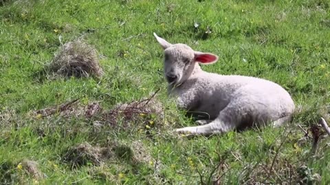 Cute animal videos compilation