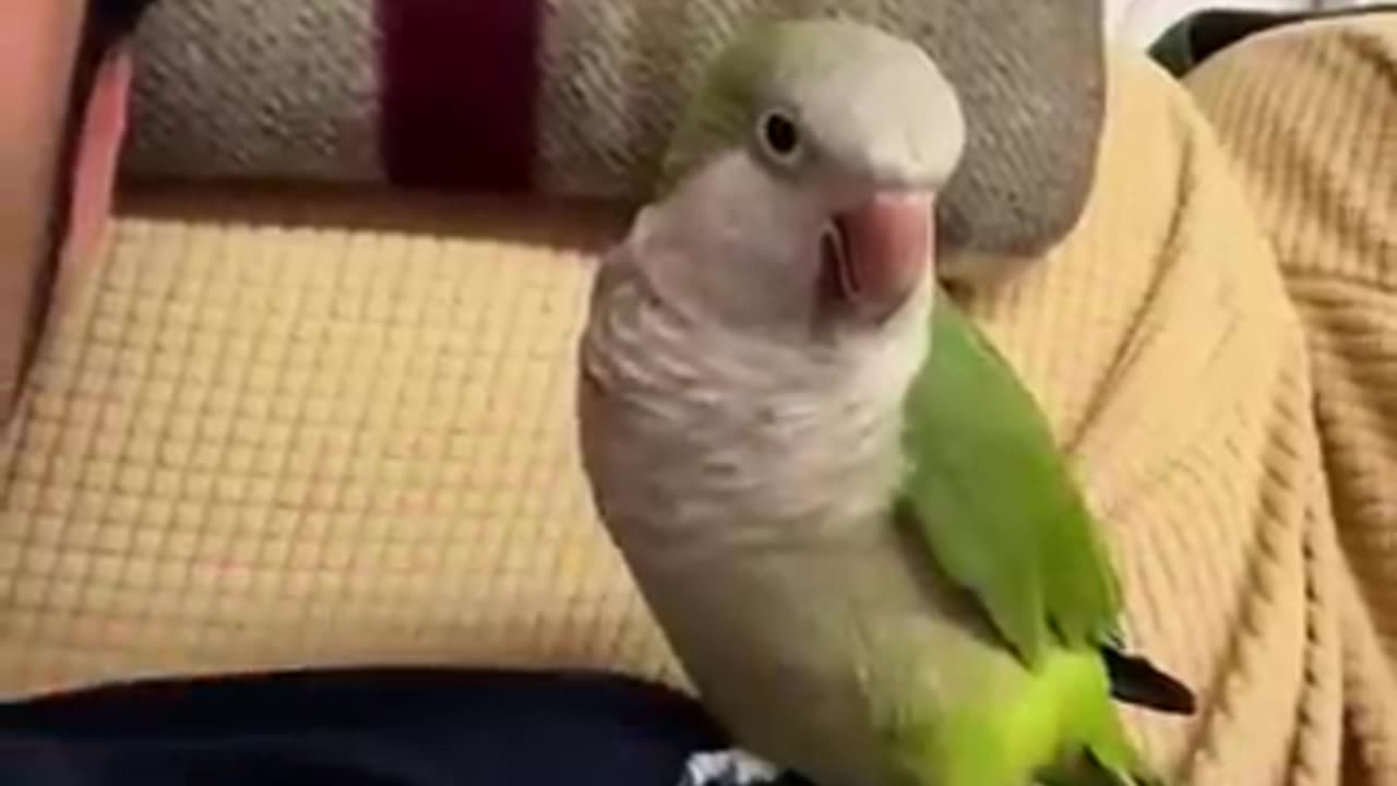 "When Your Parrot Thinks It's a Stand-Up Comedian"