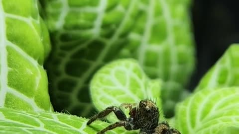 Dribbles is a little shit. 10-21-2024