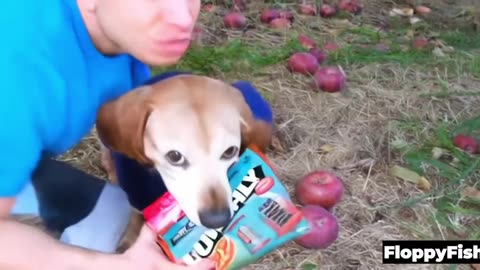 AI Apple Dog Meme But Its Not An Apple (Original Compilation)