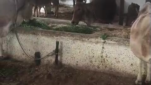 Goushala hai