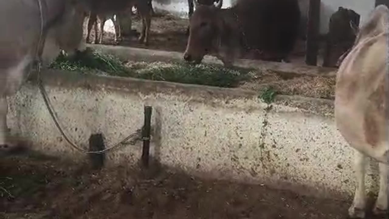 Goushala hai