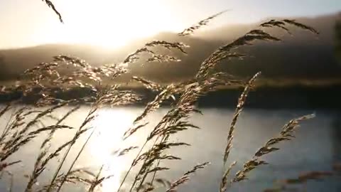 Nature in a simple footage