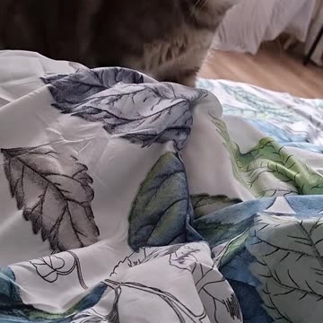 Playful Cat on a Blanket – Pure Energy in Motion! 🐾