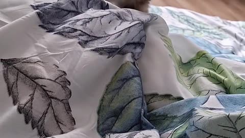 Playful Cat on a Blanket – Pure Energy in Motion! 🐾
