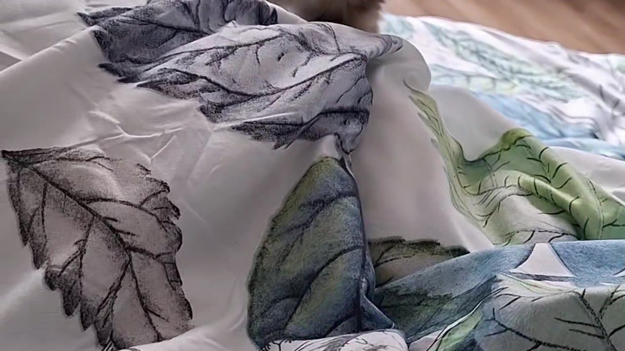 Playful Cat on a Blanket – Pure Energy in Motion! 🐾
