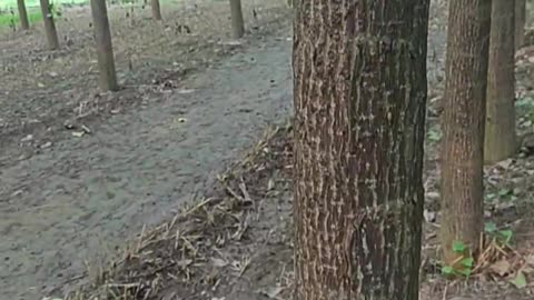 Paplour Agriculture farmers