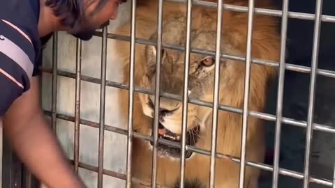 Danger hungry lion 🫣