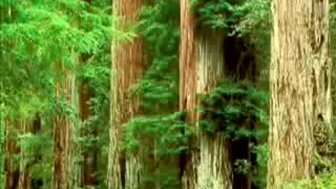 UFO-Billy Meier First Meeting With Semjase