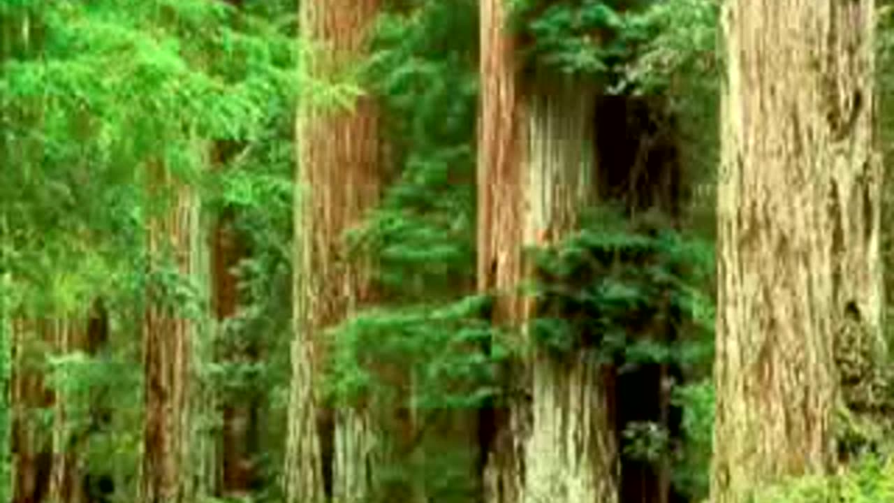 UFO-Billy Meier First Meeting With Semjase