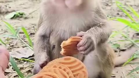 Very cute 🥰 monkey 🐒