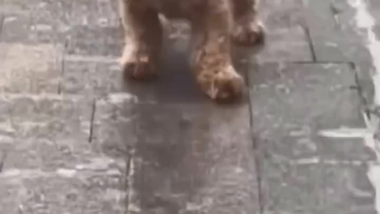 dogs running wild