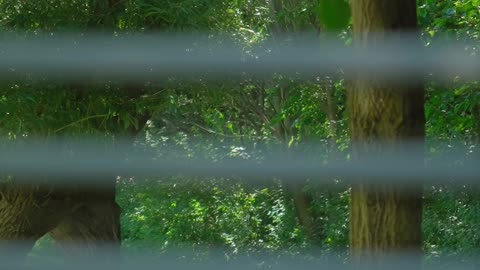 Designer Window Blinds