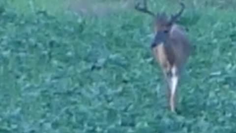 Velvet Buck Hammering Beans!