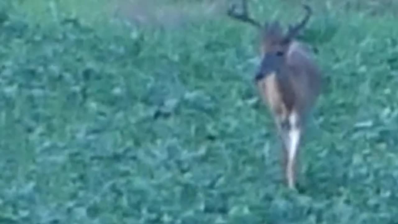 Velvet Buck Hammering Beans!