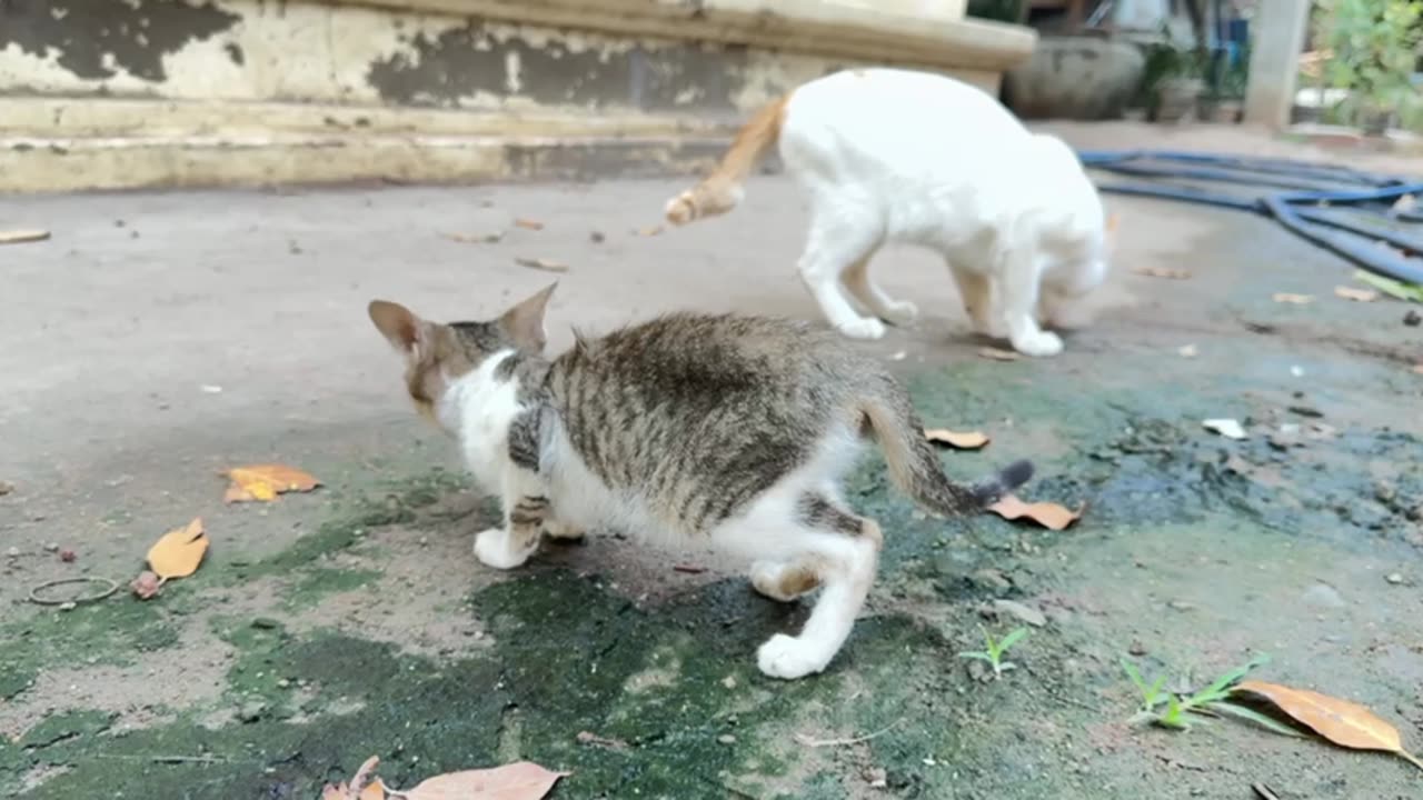 A flock of cats is eating rice😋😋