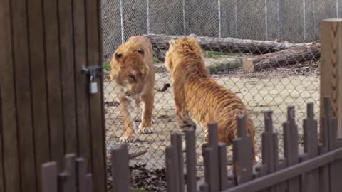 🤯✨ You Won't Believe These Rare Hybrid Big Cats Together! | FeedMyCuriosity