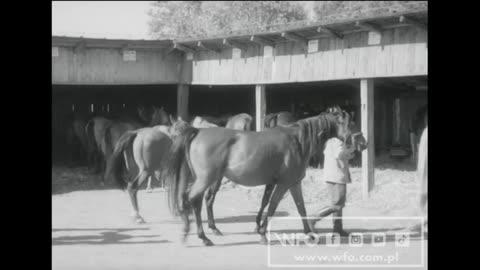 Araby (1963) film dokumentalny