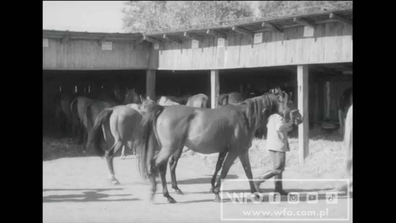 Araby (1963) film dokumentalny