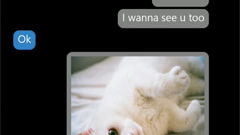 Pictures swapped with cats